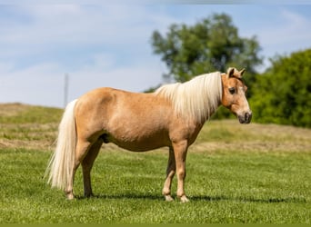 More ponies/small horses, Gelding, 10 years, 9 hh, Palomino