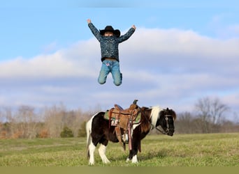 More ponies/small horses, Gelding, 10 years, 9 hh, Pinto