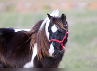 More ponies/small horses, Gelding, 10 years, 9 hh, Pinto
