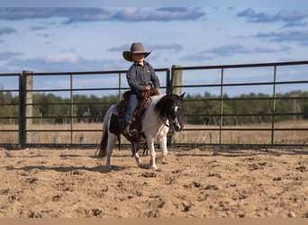 More ponies/small horses, Gelding, 10 years, 9 hh, Pinto