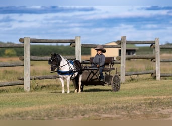 More ponies/small horses, Gelding, 10 years, 9 hh, Pinto
