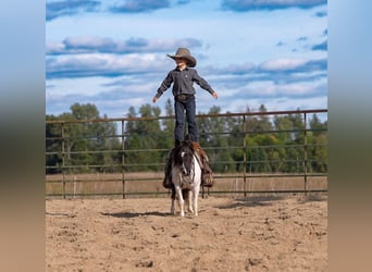 More ponies/small horses, Gelding, 10 years, 9 hh, Pinto