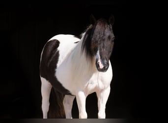 More ponies/small horses, Gelding, 10 years, 9 hh, Pinto