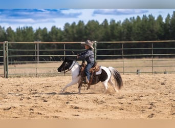 More ponies/small horses, Gelding, 10 years, 9 hh, Pinto