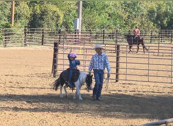 More ponies/small horses, Gelding, 10 years, 9,1 hh, Pinto