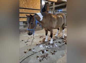 More ponies/small horses, Gelding, 10 years, 9,2 hh, Pinto