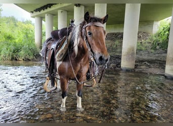More ponies/small horses, Gelding, 10 years, 9,2 hh, Pinto