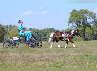 More ponies/small horses, Gelding, 10 years, 9,2 hh, Pinto