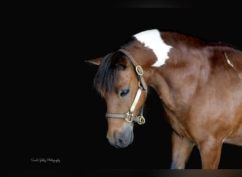 More ponies/small horses, Gelding, 10 years, 9,2 hh, Pinto