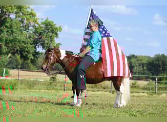 More ponies/small horses, Gelding, 10 years, 9,2 hh, Pinto