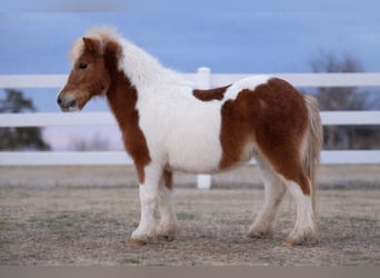 More ponies/small horses, Gelding, 10 years, 9,2 hh, Pinto