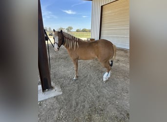 More ponies/small horses, Gelding, 10 years, Palomino