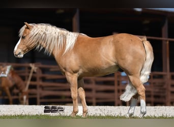 More ponies/small horses, Gelding, 10 years, Palomino