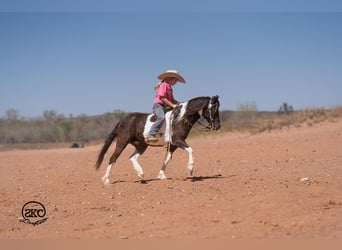 More ponies/small horses, Gelding, 10 years, Pinto