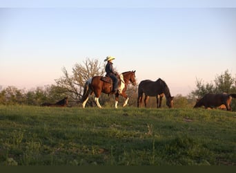 More ponies/small horses, Gelding, 10 years, Pinto