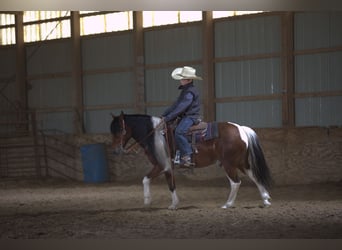 More ponies/small horses, Gelding, 10 years, Pinto