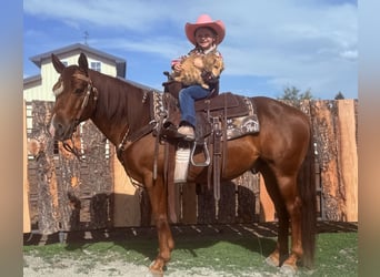 More ponies/small horses, Gelding, 10 years, Sorrel