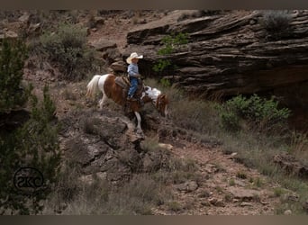 More ponies/small horses, Gelding, 11 years, 10 hh, Pinto