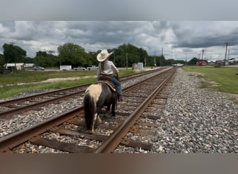 More ponies/small horses, Gelding, 11 years, 10,1 hh