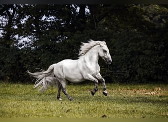 More ponies/small horses, Gelding, 11 years, 13.1 hh, Grey