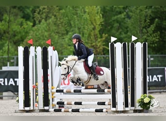 More ponies/small horses, Gelding, 11 years, 13.1 hh, Grey