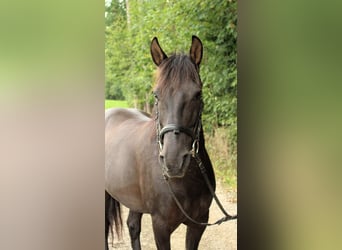 More ponies/small horses, Gelding, 11 years, 13.2 hh, Black