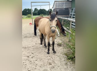More ponies/small horses, Gelding, 11 years, 13 hh, Buckskin