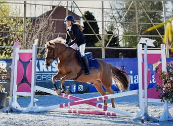 More ponies/small horses Mix, Gelding, 11 years, 13,1 hh