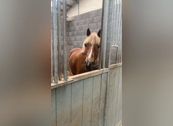 More ponies/small horses Mix, Gelding, 11 years, 13,1 hh