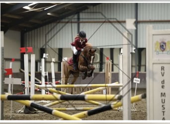 More ponies/small horses Mix, Gelding, 11 years, 14.2 hh, Chestnut-Red