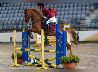 More ponies/small horses Mix, Gelding, 11 years, 14.2 hh, Chestnut-Red