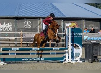More ponies/small horses Mix, Gelding, 11 years, 14.2 hh, Chestnut-Red
