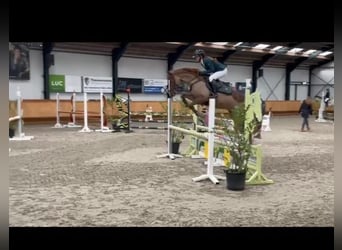 More ponies/small horses Mix, Gelding, 11 years, 14.2 hh, Chestnut-Red