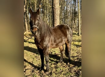More ponies/small horses Mix, Gelding, 11 years, 14 hh, Smoky-Black