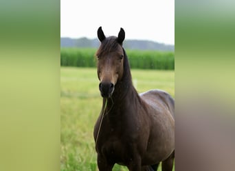 More ponies/small horses Mix, Gelding, 11 years, 14 hh, Smoky-Black