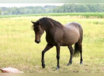 More ponies/small horses Mix, Gelding, 11 years, 14 hh, Smoky-Black