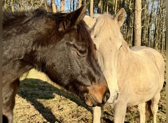 More ponies/small horses Mix, Gelding, 11 years, 14 hh, Smoky-Black