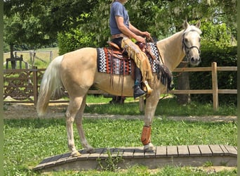 More ponies/small horses, Gelding, 11 years, 14,2 hh, Palomino