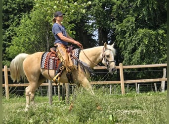 More ponies/small horses, Gelding, 11 years, 14,2 hh, Palomino