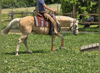 More ponies/small horses, Gelding, 11 years, 14,2 hh, Palomino