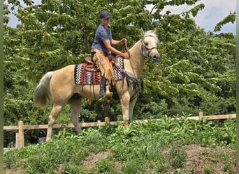 More ponies/small horses, Gelding, 11 years, 14,2 hh, Palomino