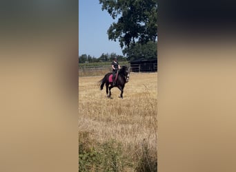 More ponies/small horses, Gelding, 11 years, 15.2 hh, Black