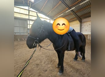 More ponies/small horses Mix, Gelding, 11 years, 15,1 hh, Smoky-Black