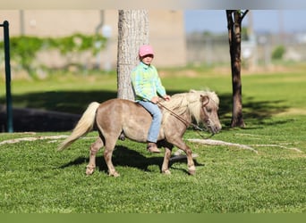 More ponies/small horses, Gelding, 11 years, 8.2 hh