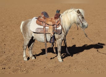 More ponies/small horses, Gelding, 11 years, 8.2 hh