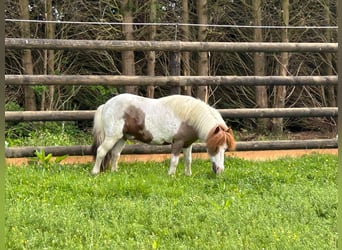 More ponies/small horses, Gelding, 11 years, 9.1 hh
