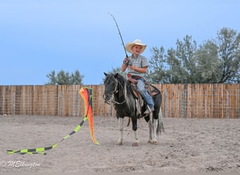 More ponies/small horses, Gelding, 11 years, 9.1 hh, Pinto