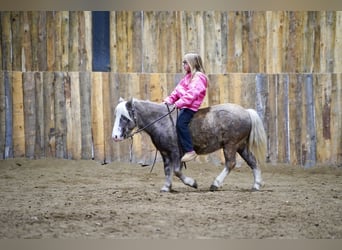 More ponies/small horses, Gelding, 11 years, 9 hh, Grey