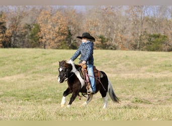 More ponies/small horses, Gelding, 11 years, 9 hh, Pinto