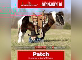 More ponies/small horses, Gelding, 11 years, 9 hh, Pinto